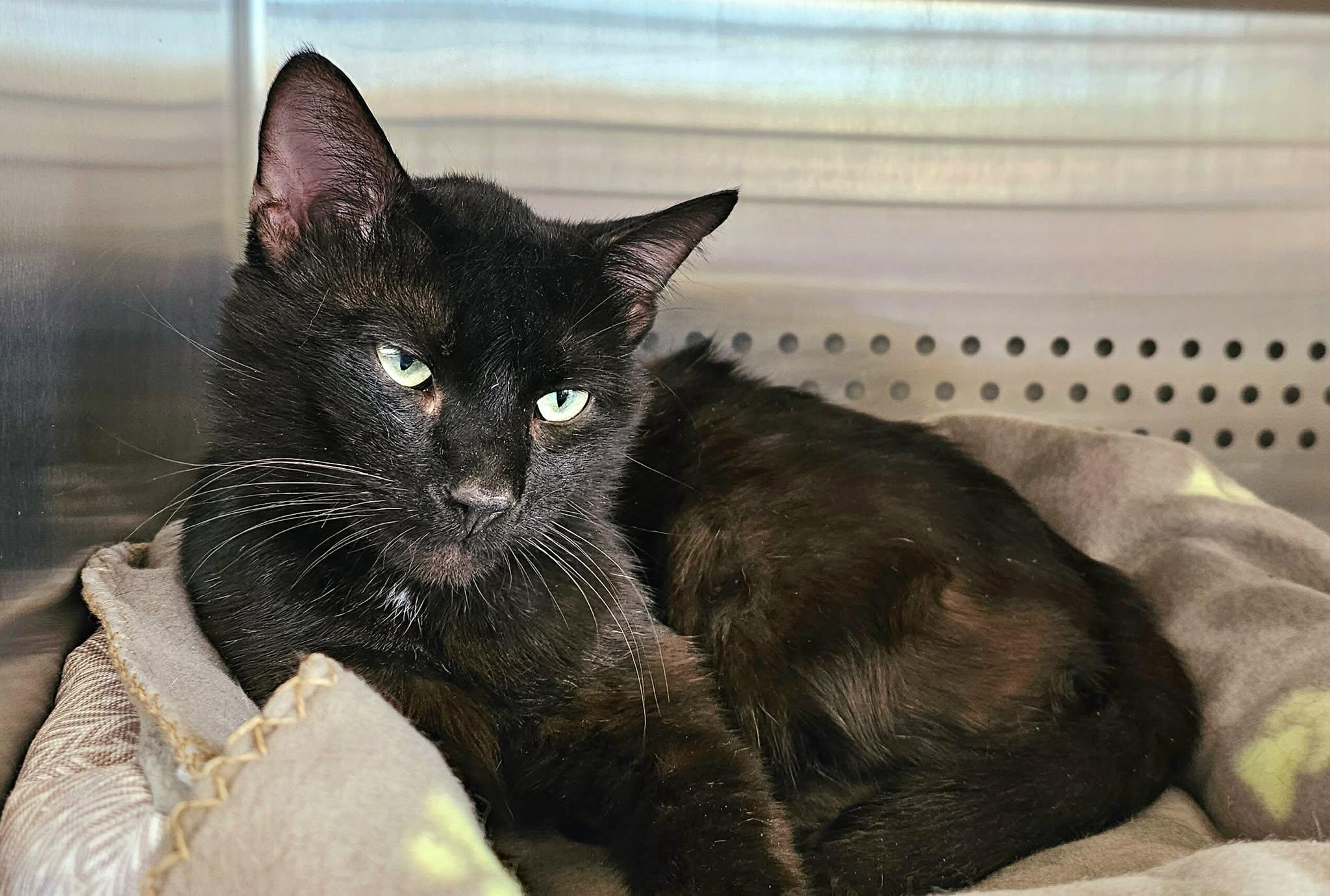 Bullet, a Adoptable Domestic Short Hair in Oak Ridge, TN image 3/6