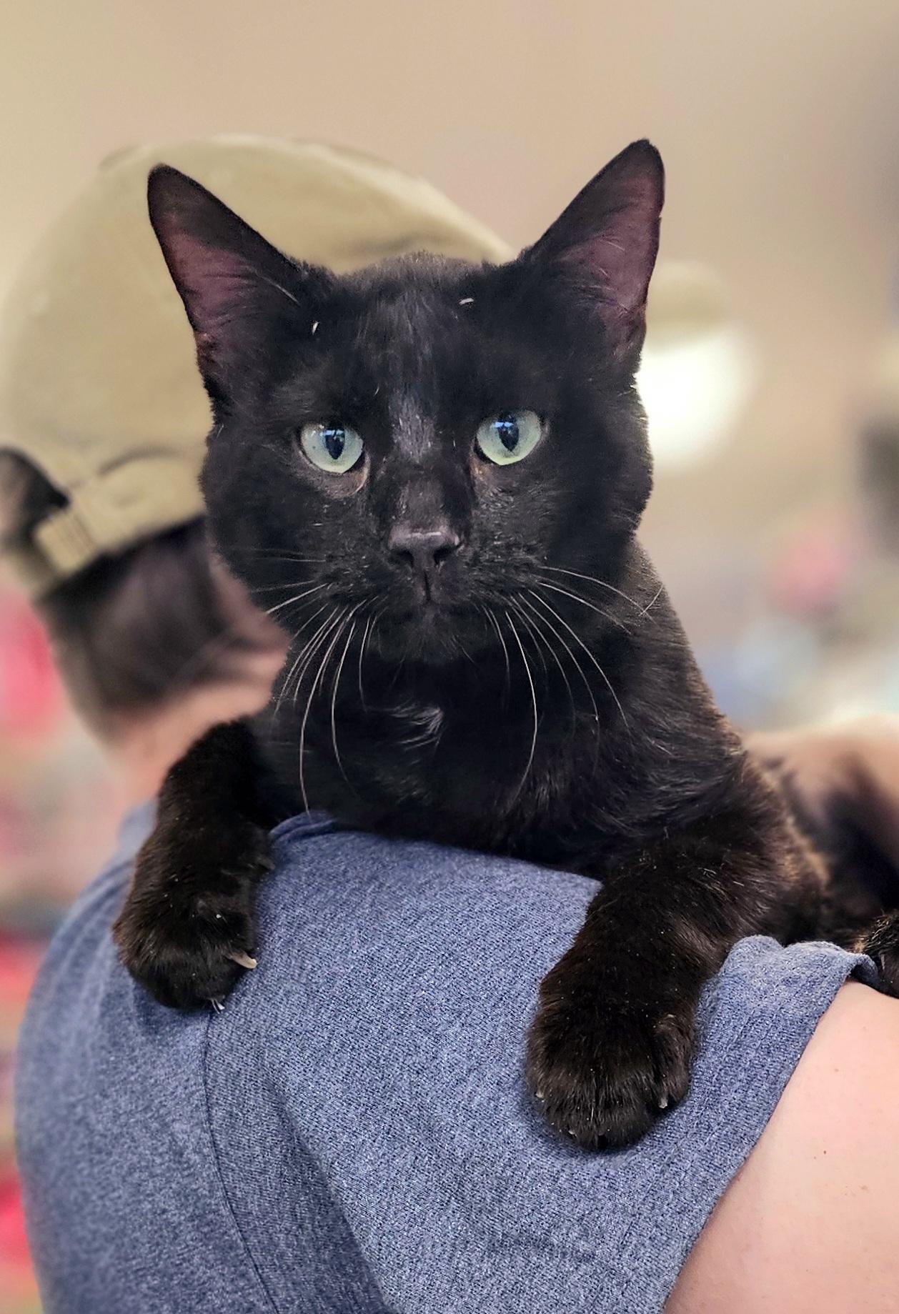 Bullet, a Adoptable Domestic Short Hair in Oak Ridge, TN image 2/6