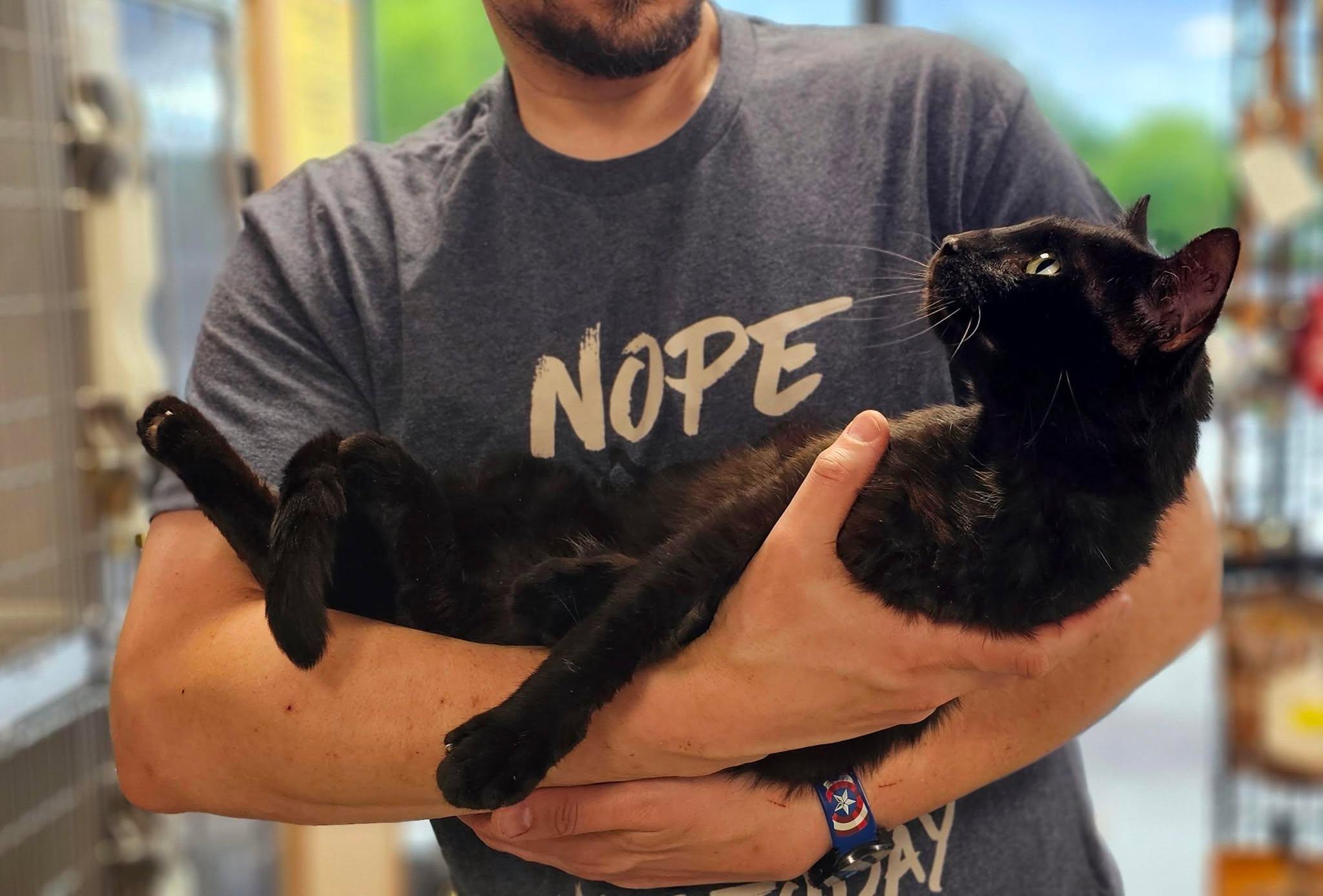 Bullet, a Adoptable Domestic Short Hair in Oak Ridge, TN image 4/6