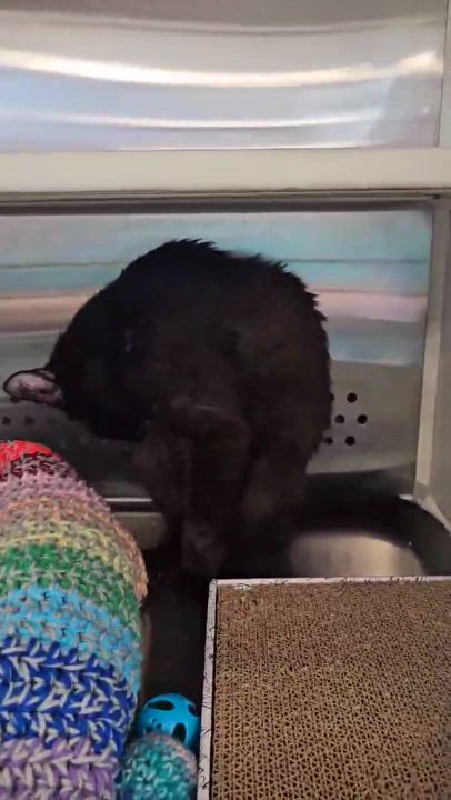 Enlarge Bullet, a Adoptable Domestic Short Hair in Oak Ridge, TN video 6/6