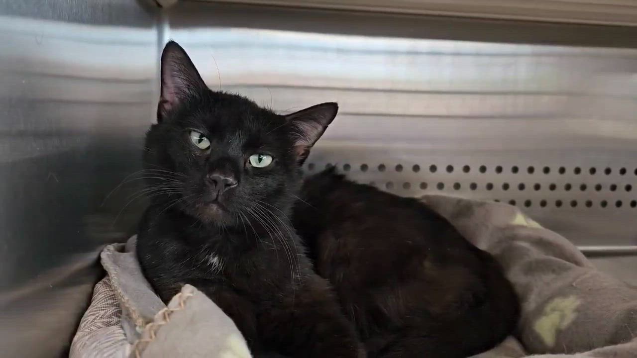 Enlarge Bullet, a Adoptable Domestic Short Hair in Oak Ridge, TN video 5/6