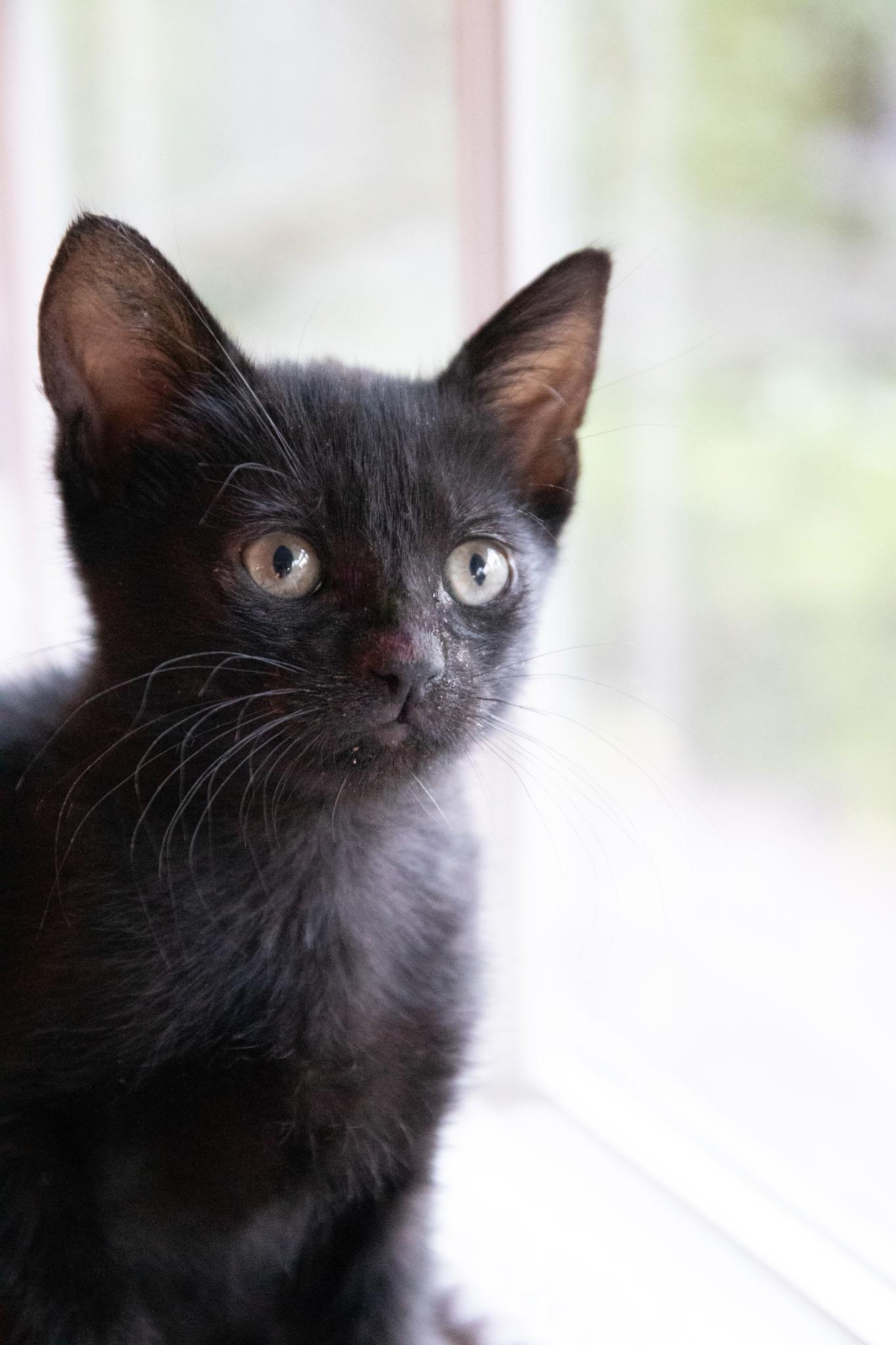 Nutella, ADOPTABLE, Kitten Male Domestic Short Hair.