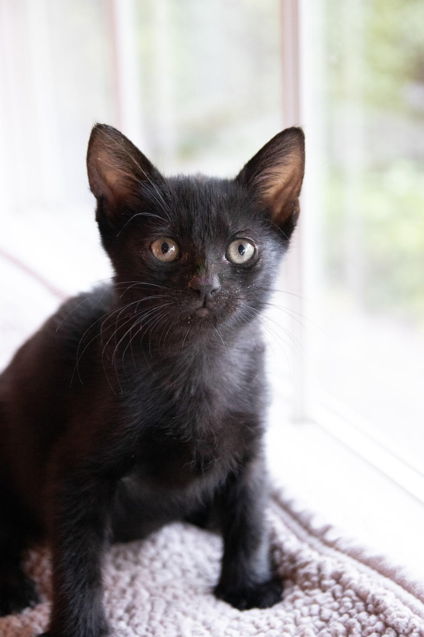 Enlarge Nutella, a ADOPTABLE Domestic Short Hair in Haddon Heights, NJ image 2/6