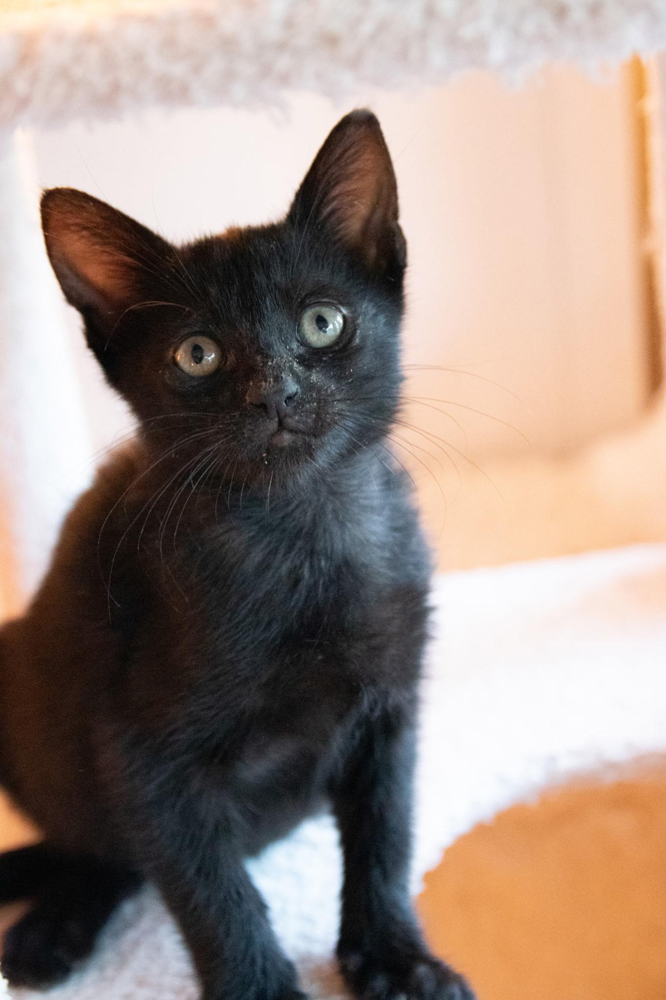 Enlarge Nutella, a ADOPTABLE Domestic Short Hair in Haddon Heights, NJ image 3/6