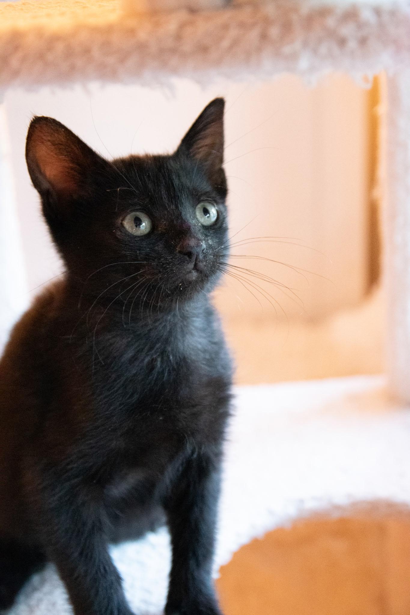 Enlarge Nutella, a ADOPTABLE Domestic Short Hair in Haddon Heights, NJ image 4/6