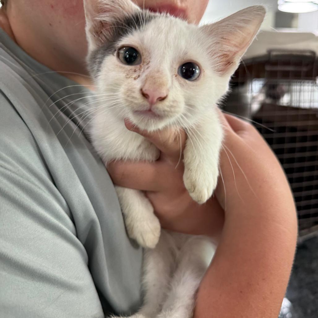 Enlarge White Kitten One, a Adoptable Domestic Short Hair in Ferndale, WA image 1/1
