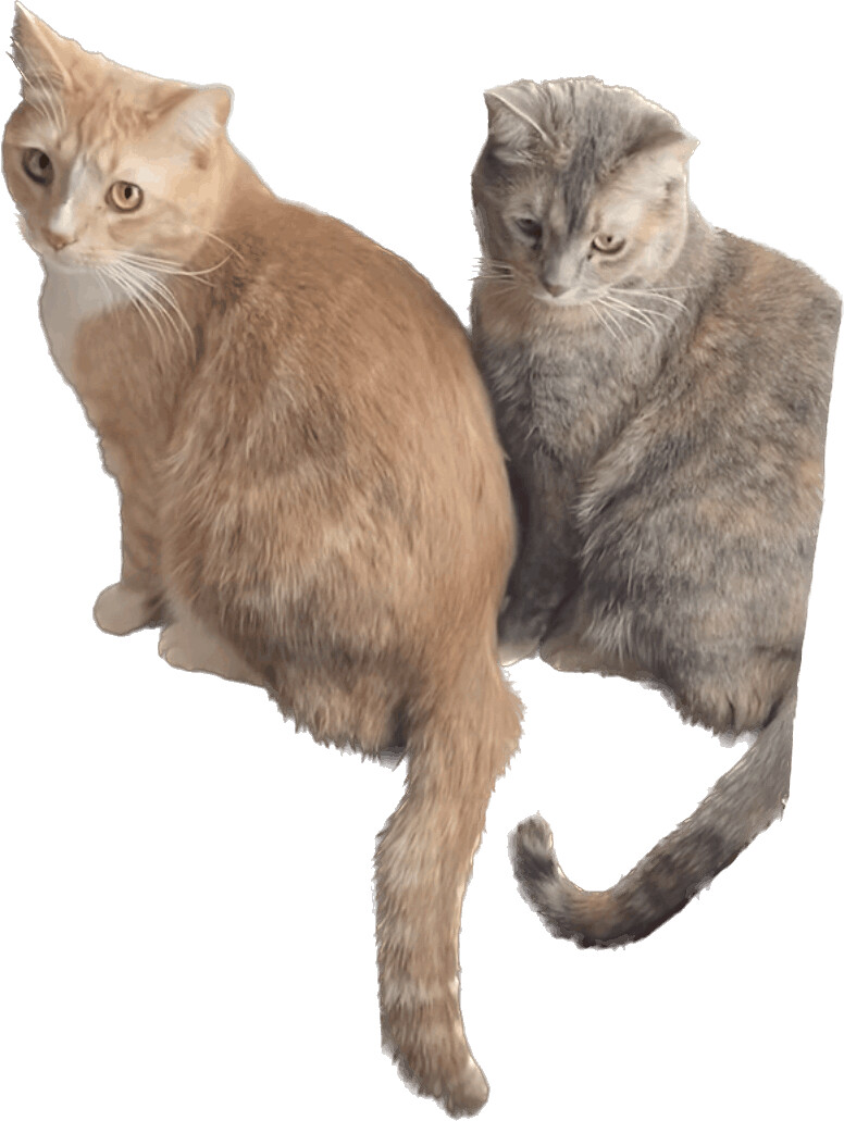 Cheeto Puff, a Adoptable Domestic Short Hair in Schererville, IN image 1/8