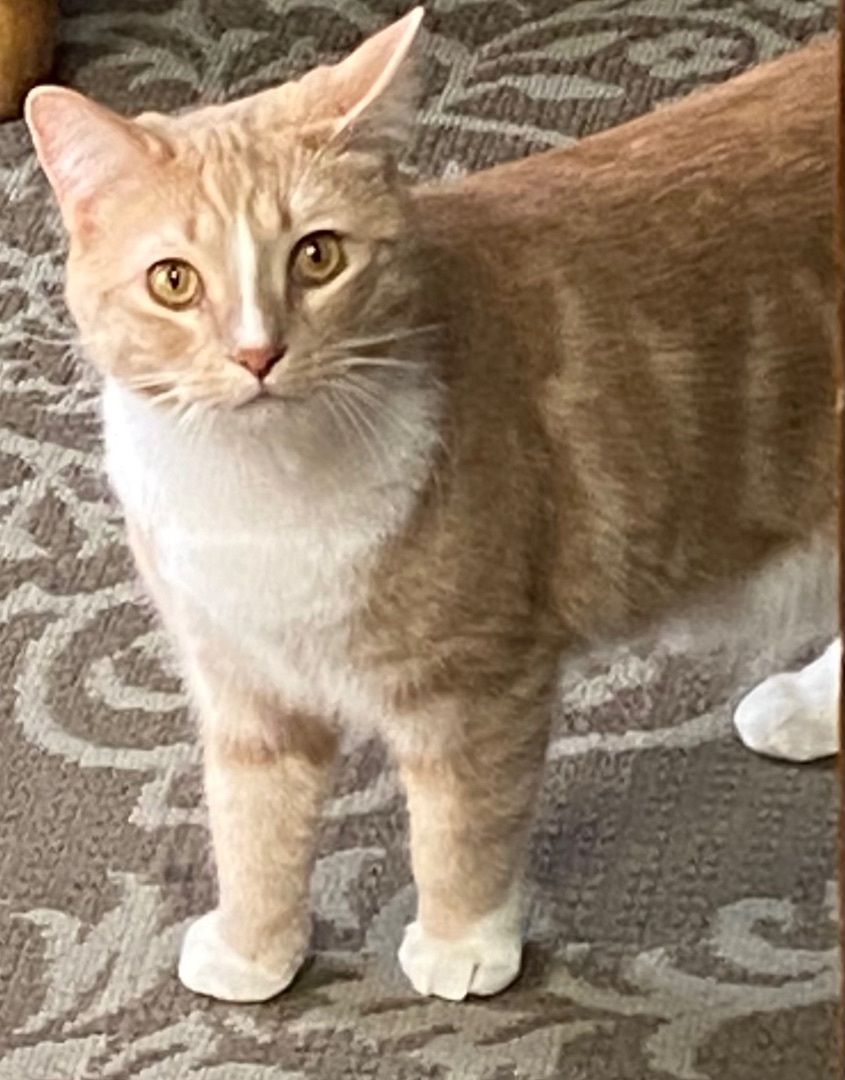 Cheeto Puff, a Adoptable Domestic Short Hair in Schererville, IN image 2/8