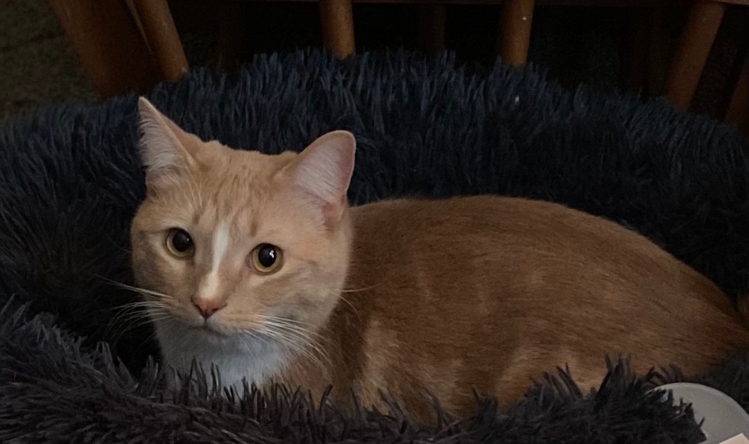 Cheeto Puff, a Adoptable Domestic Short Hair in Schererville, IN image 3/8