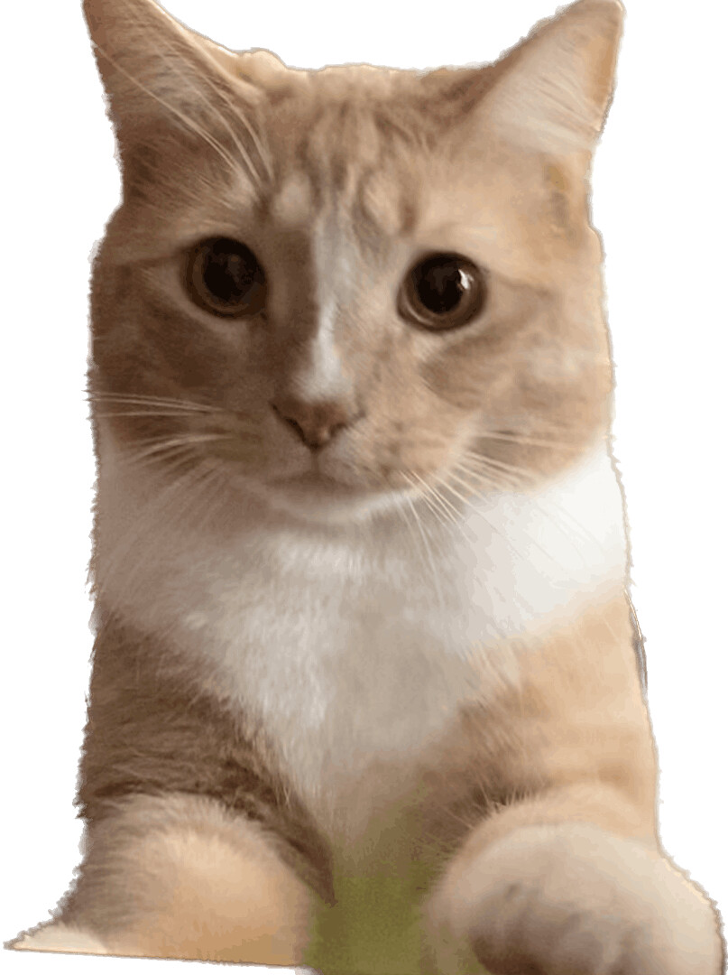 Cheeto Puff, a Adoptable Domestic Short Hair in Schererville, IN image 4/8