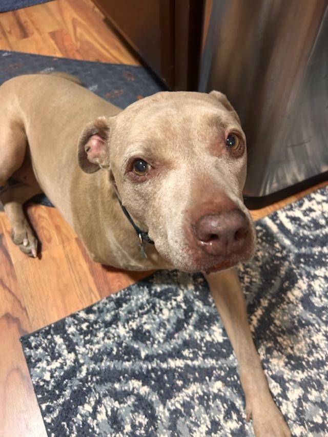 Lexi, a ADOPTABLE mixed breed in Littleton, CO image 3/3