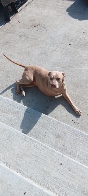 Lexi, ADOPTABLE, Senior Female Pit Bull Terrier.