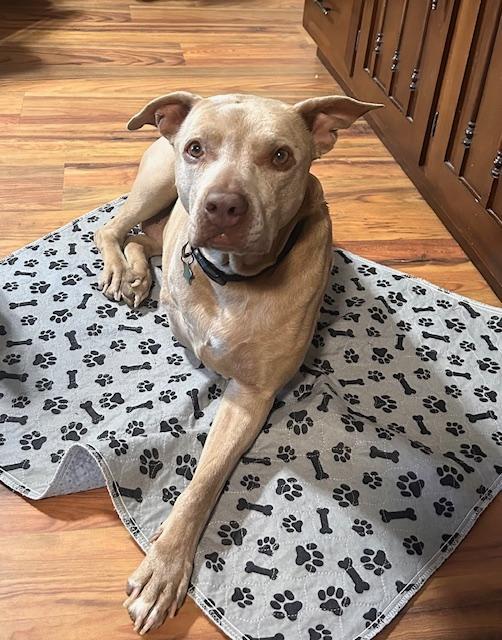 Lexi, ADOPTABLE, Senior Female Pit Bull Terrier.