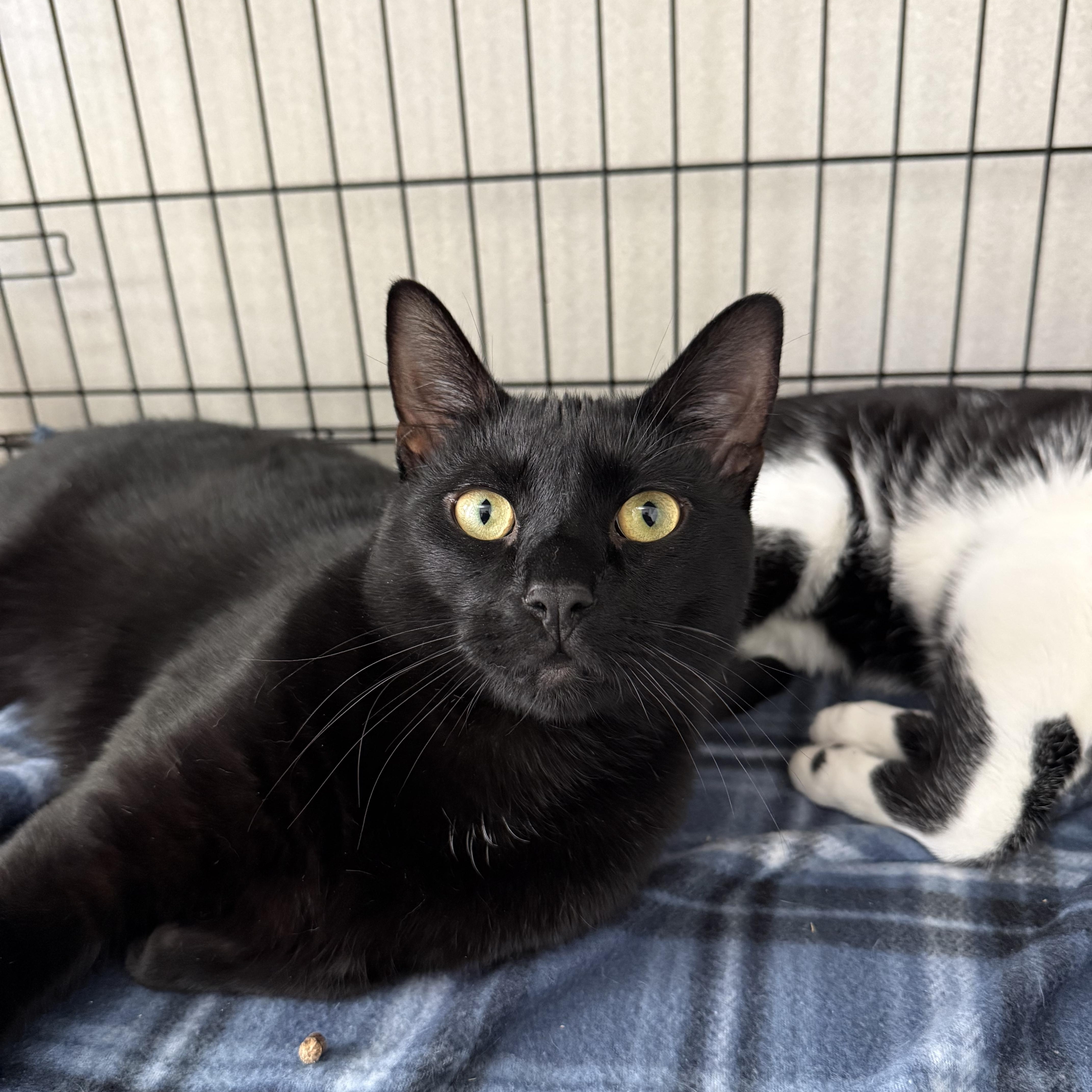 Enlarge Rupert & Walter, an adopted mixed breed in West Milford, NJ image 3/3