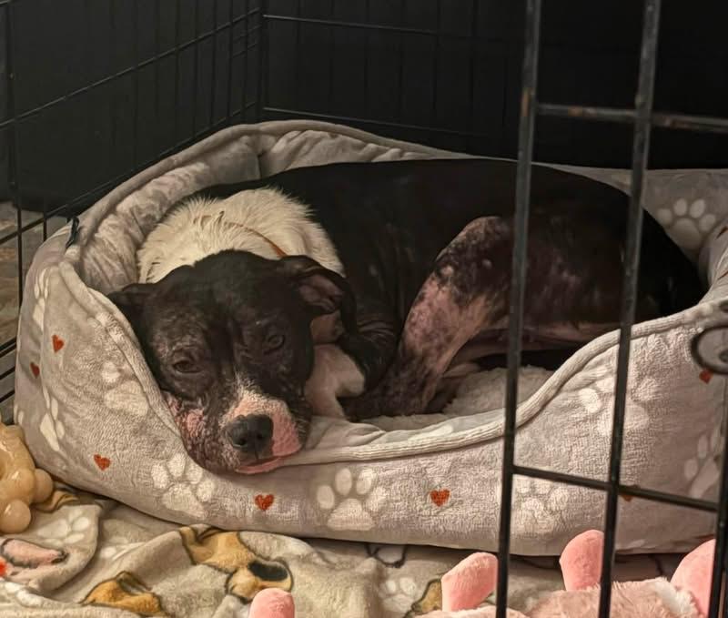 Sweet Mango, Adoptable, Adult Female Staffordshire Bull Terrier.