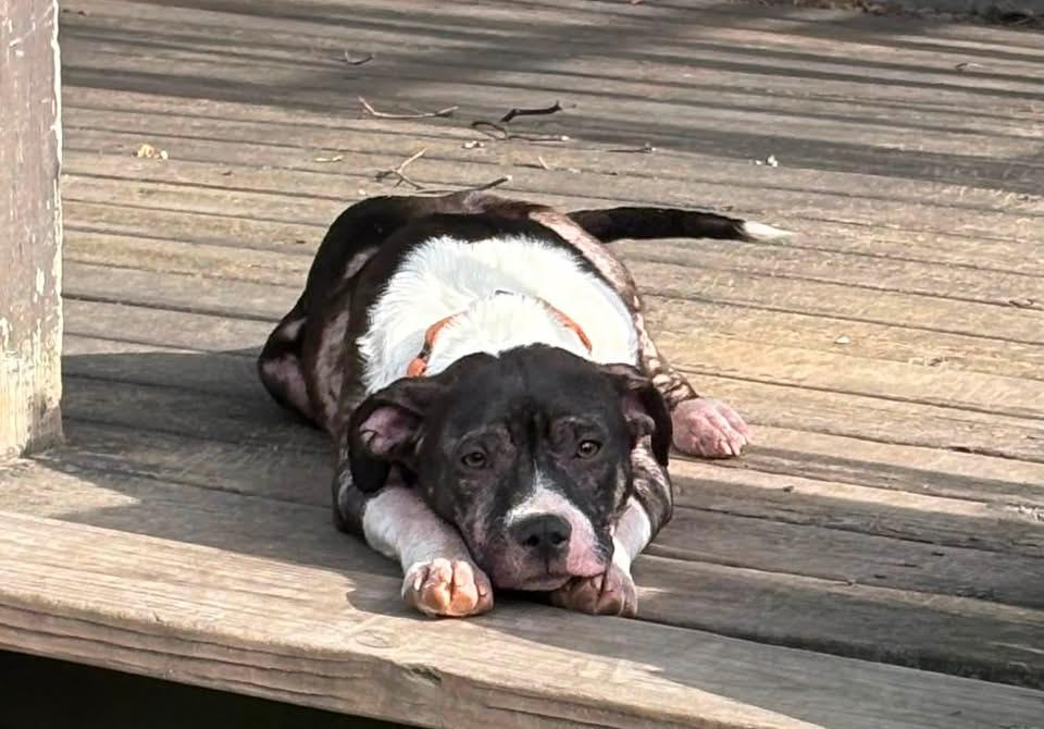 Enlarge Sweet Mango, a Adoptable Staffordshire Bull Terrier in Bay City, MI image 2/3
