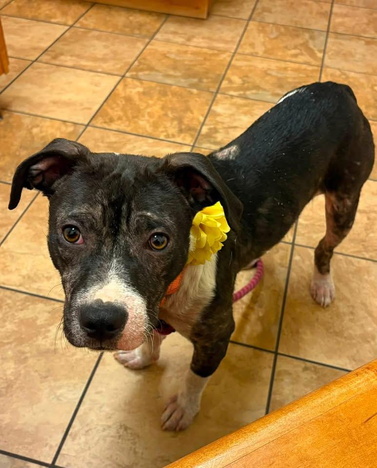 Enlarge Sweet Mango, a Adoptable Staffordshire Bull Terrier in Bay City, MI image 3/3
