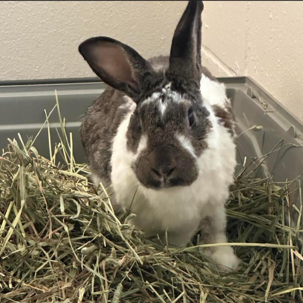 Waldo, Adoptable, Young Male American.