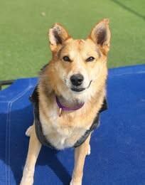 Hank, Adoptable, Adult Male Australian Shepherd.