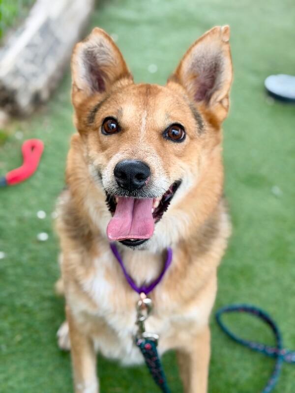 Enlarge Hank, a Adoptable Australian Shepherd in Fruit Heights, UT image 2/6