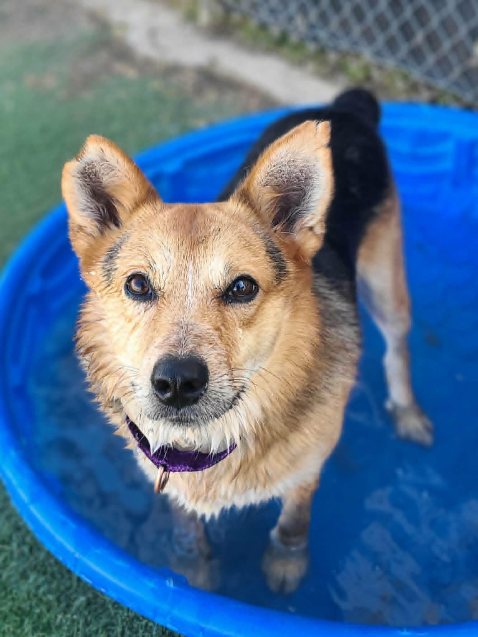 Enlarge Hank, a Adoptable Australian Shepherd in Fruit Heights, UT image 3/6