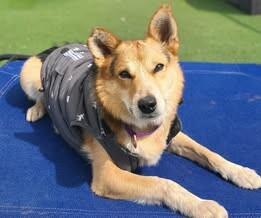 Enlarge Hank, a Adoptable Australian Shepherd in Fruit Heights, UT image 4/6