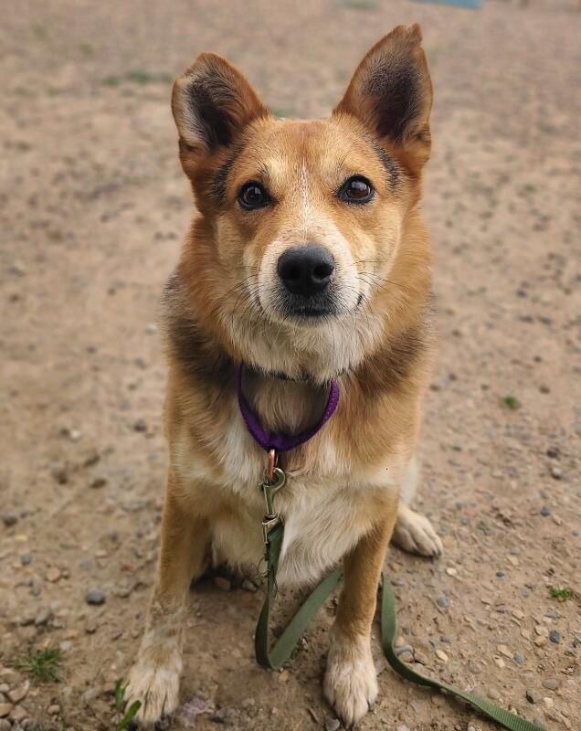 Enlarge Hank, a Adoptable Australian Shepherd in Fruit Heights, UT image 5/6