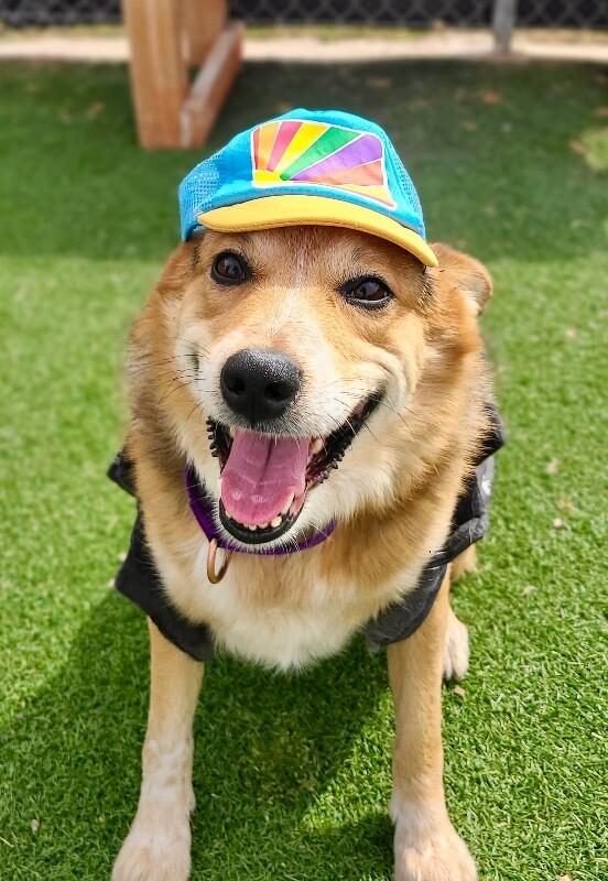 Enlarge Hank, a Adoptable Australian Shepherd in Fruit Heights, UT image 6/6
