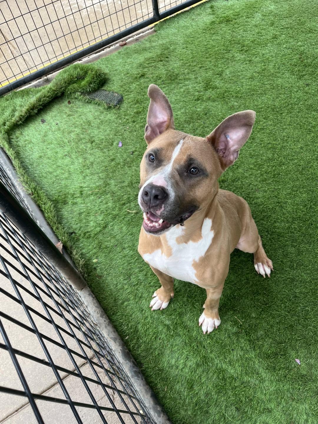 Maveryk, Adoptable, Young Male Pit Bull Terrier.