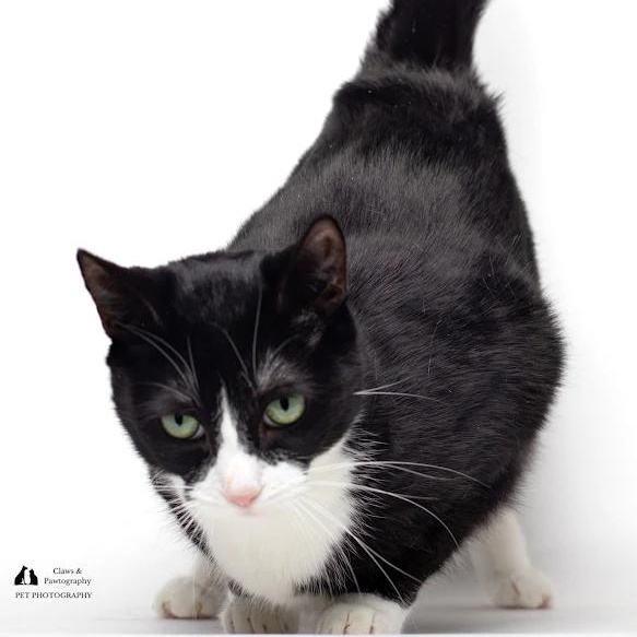Enlarge Luna @ Fat Cat Cafe, a ADOPTABLE Domestic Short Hair in Tallahassee, FL image 5/5