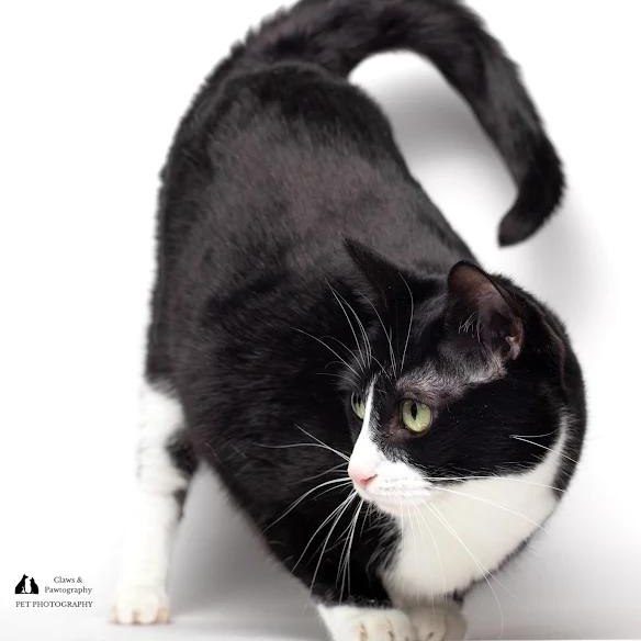 Enlarge Luna @ Fat Cat Cafe, a ADOPTABLE Domestic Short Hair in Tallahassee, FL image 4/5