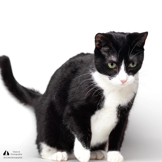 Enlarge Luna @ Fat Cat Cafe, a ADOPTABLE Domestic Short Hair in Tallahassee, FL image 1/5