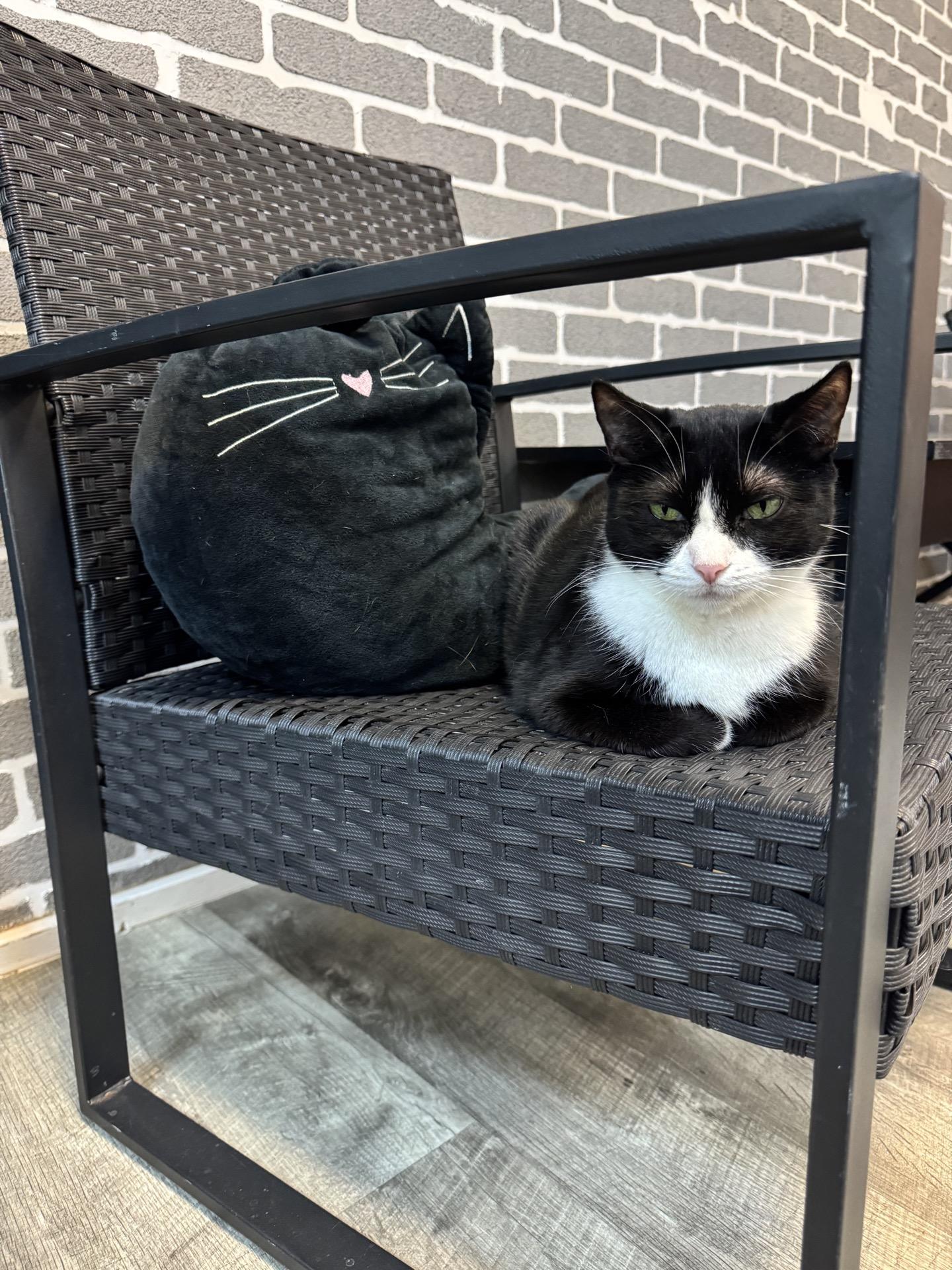 Enlarge Luna @ Fat Cat Cafe, a ADOPTABLE Domestic Short Hair in Tallahassee, FL image 2/5
