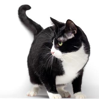 Enlarge Luna @ Fat Cat Cafe, a ADOPTABLE Domestic Short Hair in Tallahassee, FL image 3/5