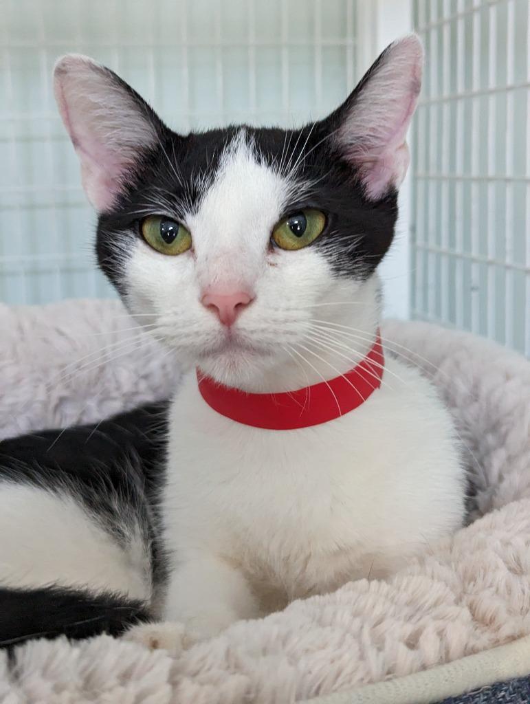 Enlarge Jynx, a Adoptable mixed breed in Kingsland, GA image 1/3