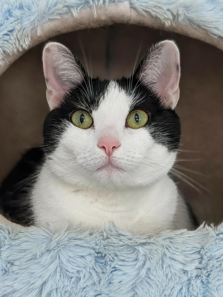 Enlarge Jynx, a Adoptable mixed breed in Kingsland, GA image 2/3