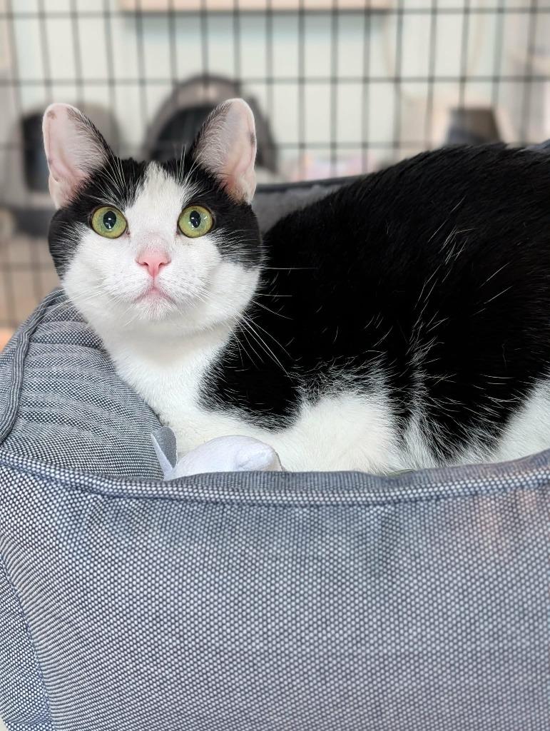 Enlarge Jynx, a Adoptable mixed breed in Kingsland, GA image 3/3