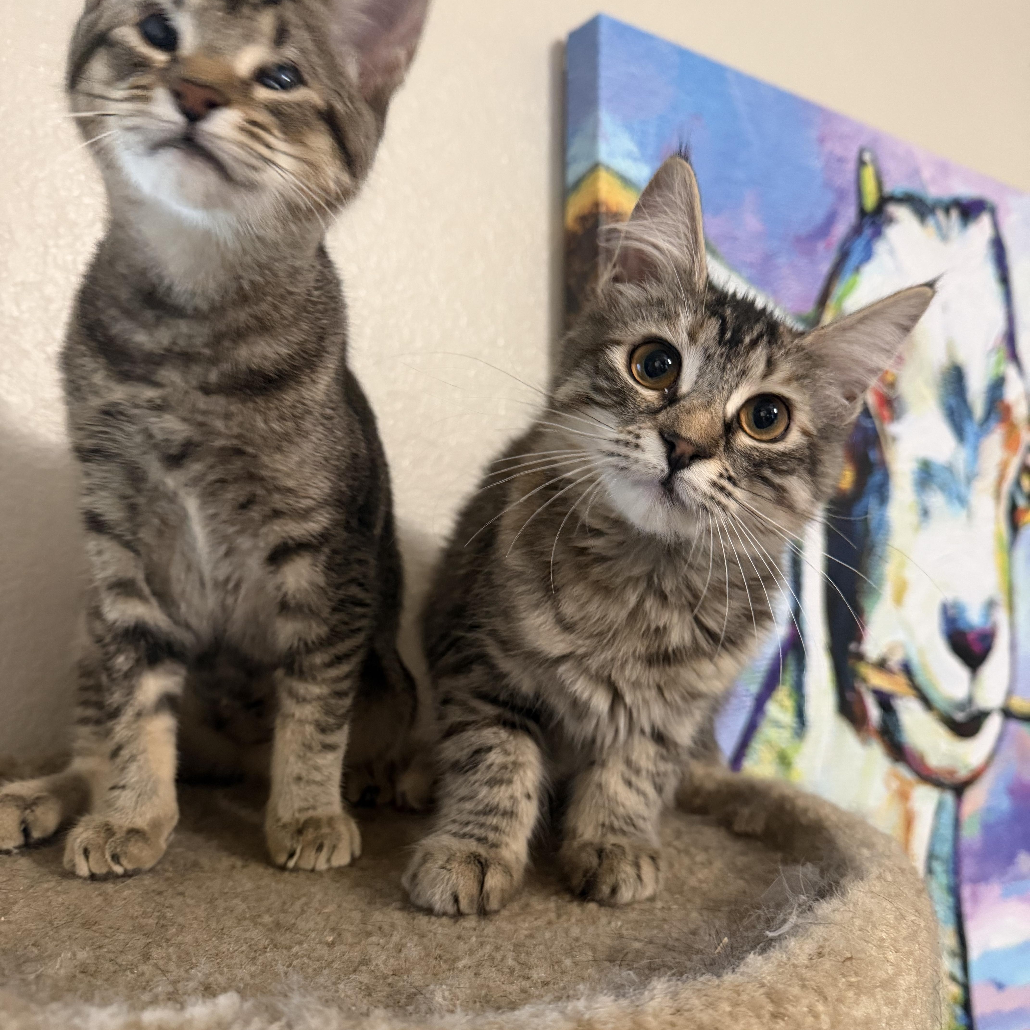 Enlarge Tiny dancer and Nikita, a ADOPTABLE mixed breed in Rio Linda, CA image 1/6