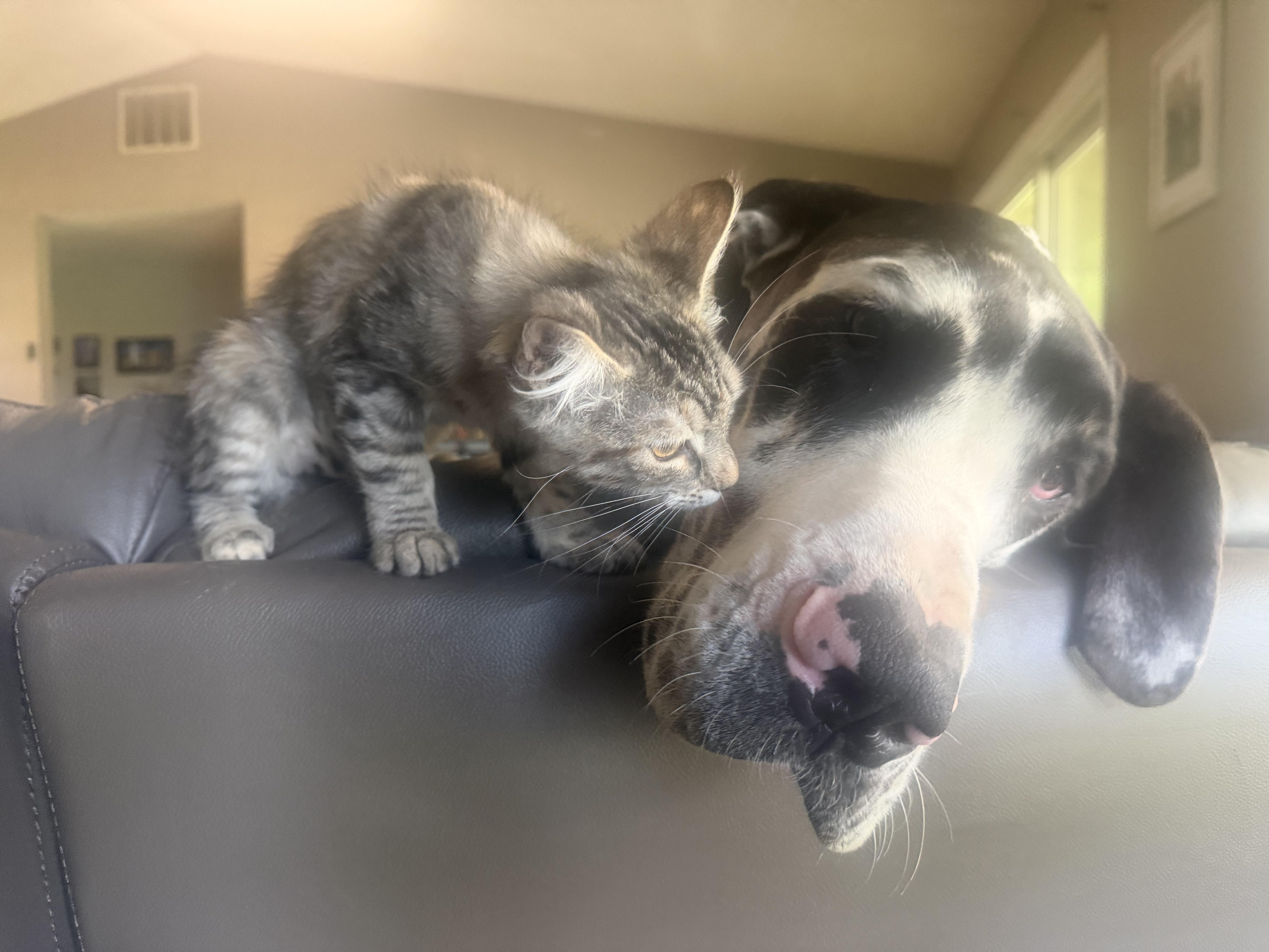 Enlarge Tiny dancer and Nikita, a ADOPTABLE mixed breed in Rio Linda, CA image 2/6