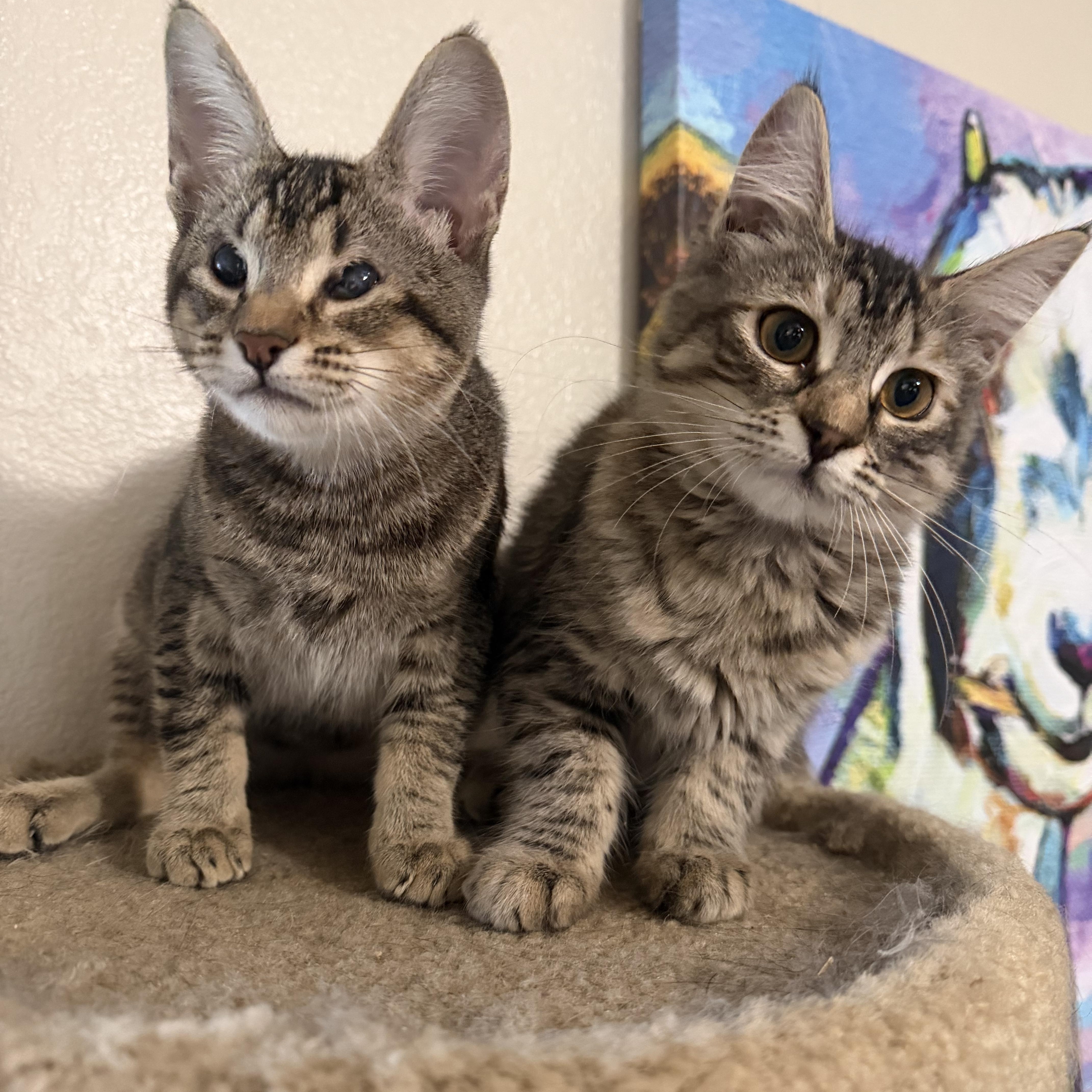 Enlarge Tiny dancer and Nikita, a ADOPTABLE mixed breed in Rio Linda, CA image 3/6