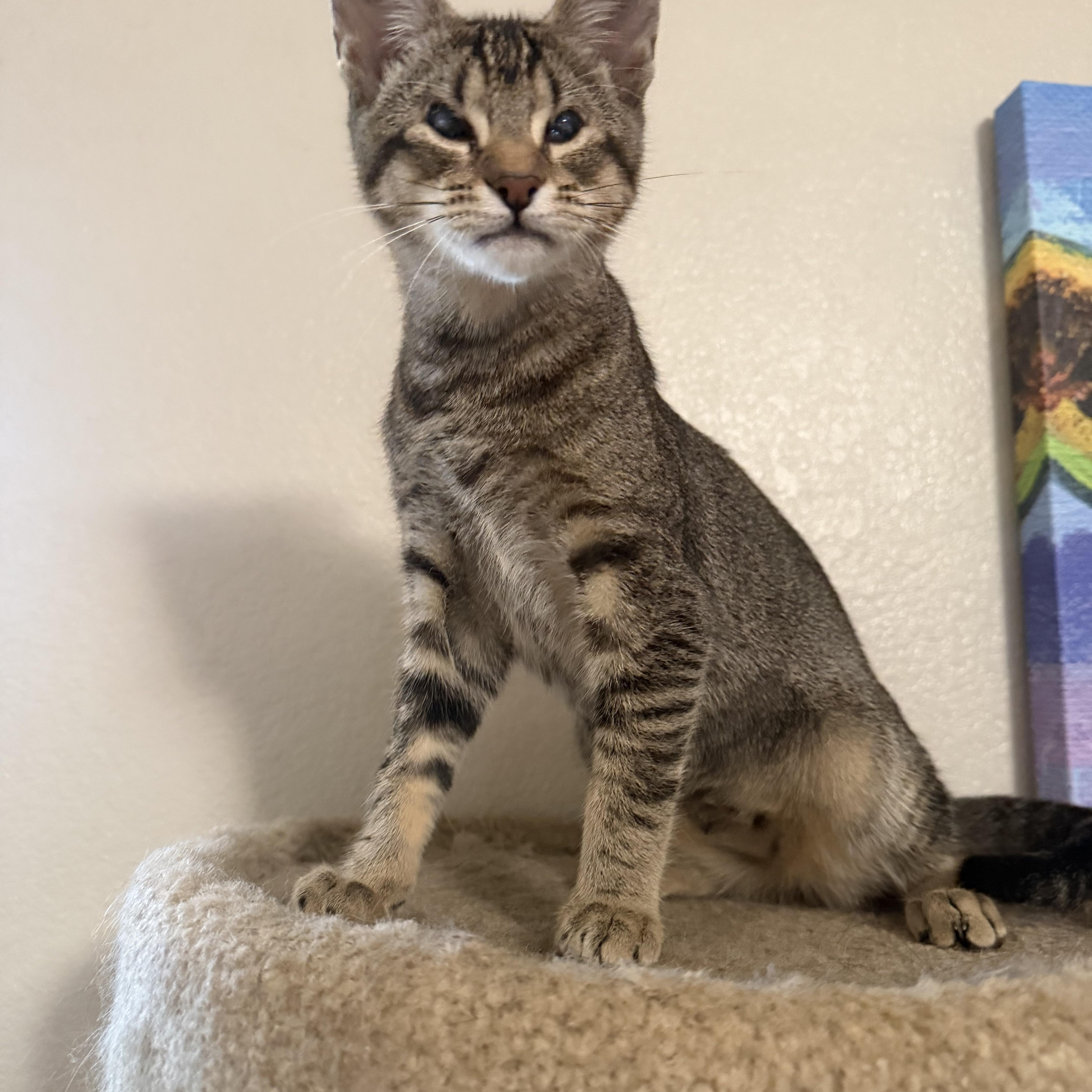 Enlarge Tiny dancer and Nikita, a ADOPTABLE mixed breed in Rio Linda, CA image 4/6