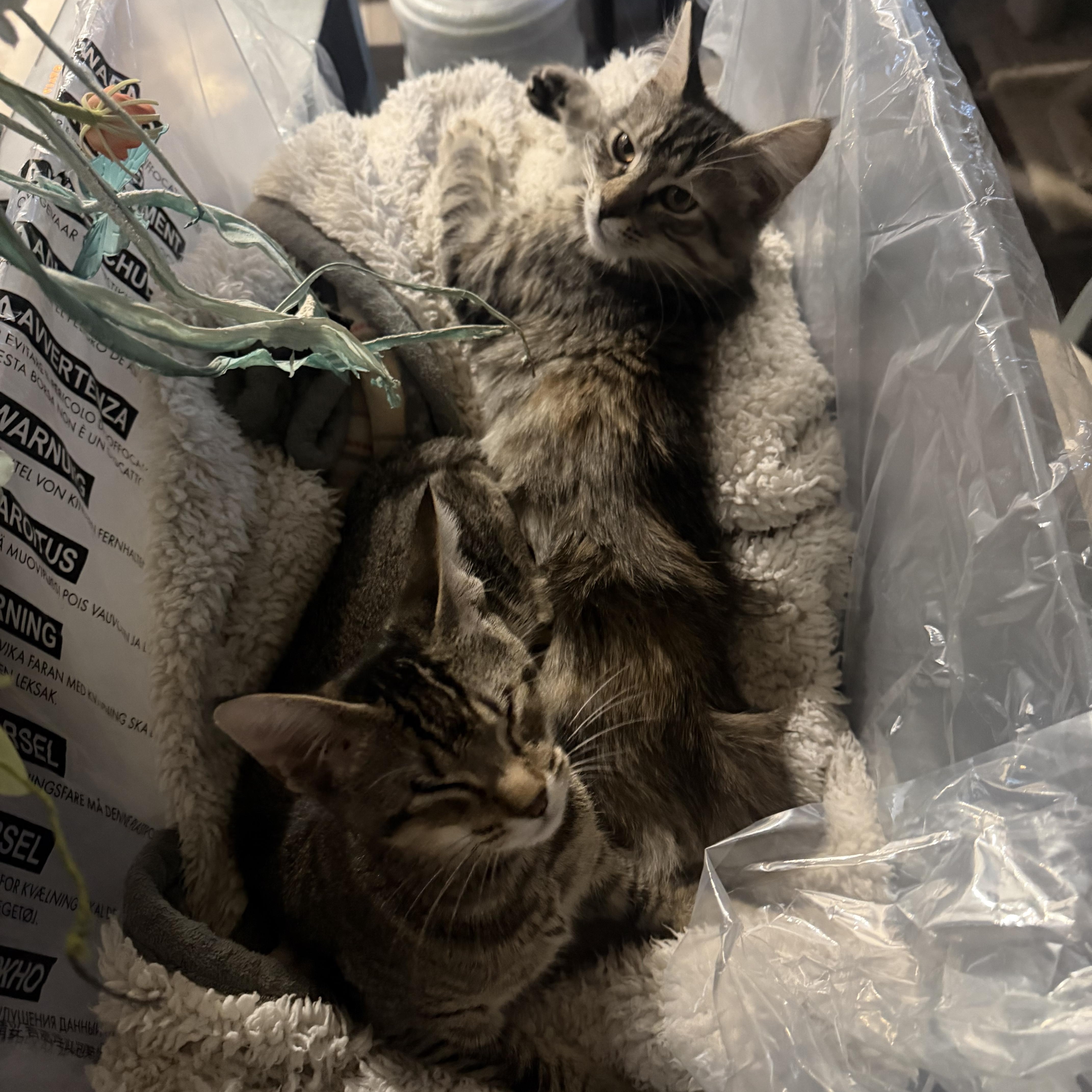 Enlarge Tiny dancer and Nikita, a ADOPTABLE mixed breed in Rio Linda, CA image 5/6