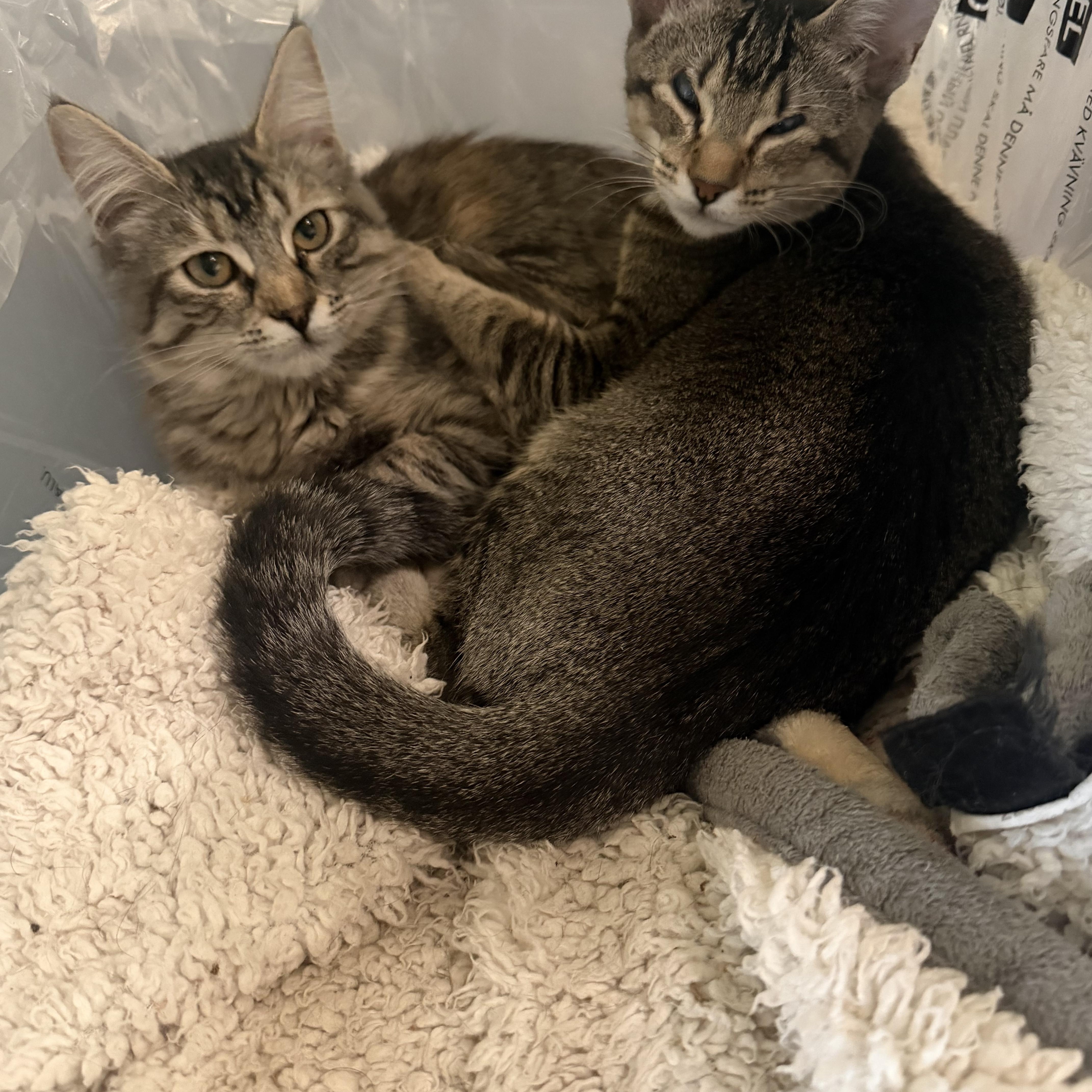 Enlarge Tiny dancer and Nikita, a ADOPTABLE mixed breed in Rio Linda, CA image 6/6