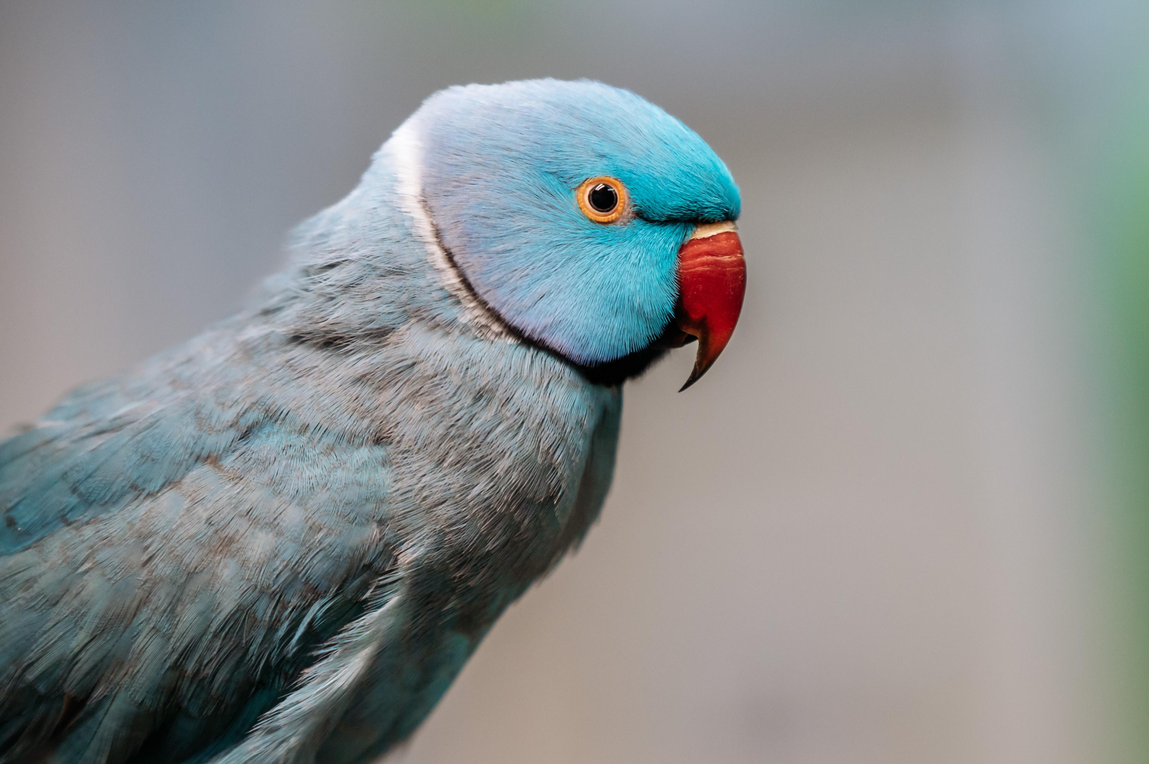 Enlarge Rikki, a Adoptable Ringneck / Psittacula in Punta Gorda, FL image 1/6