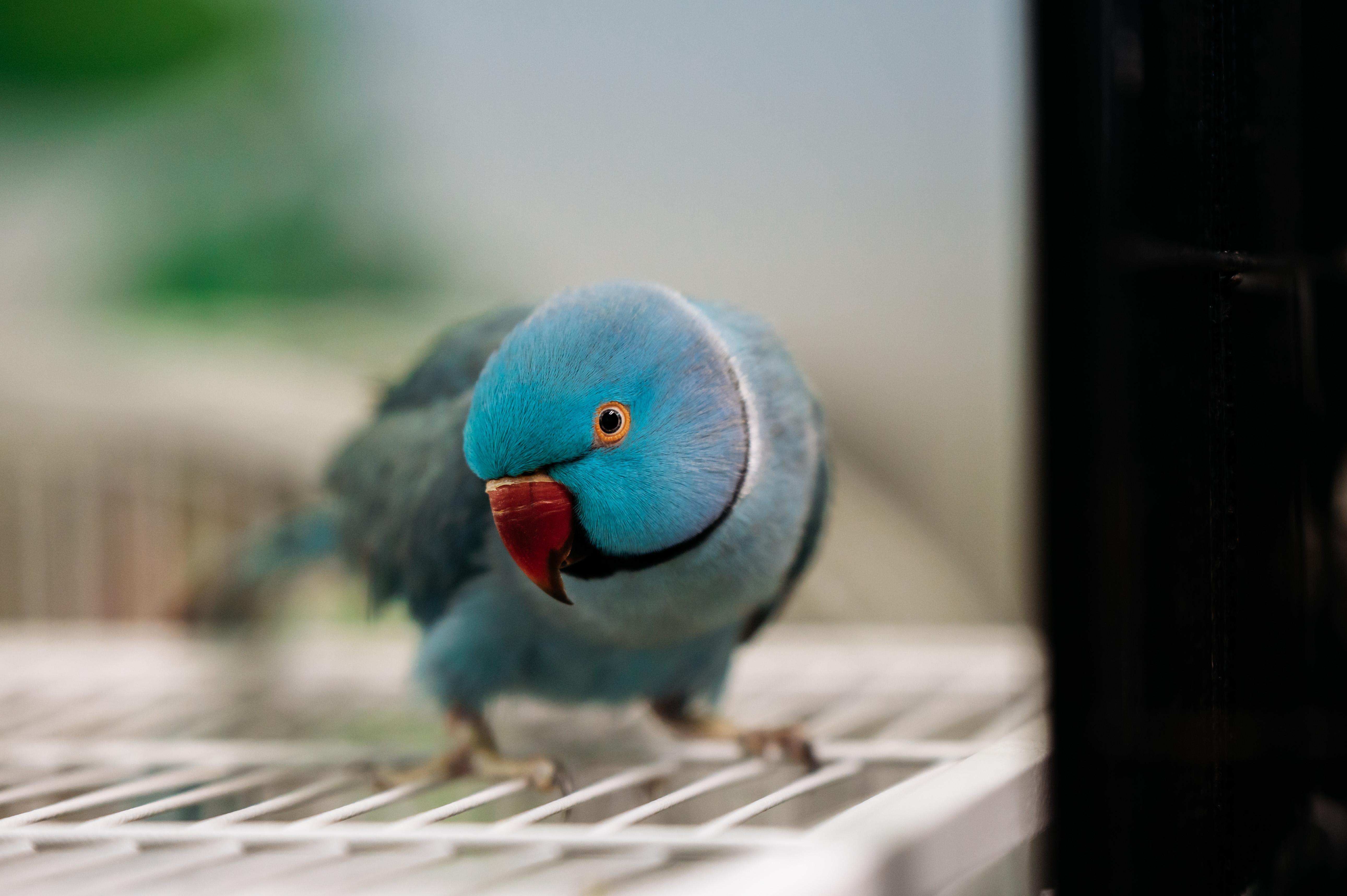 Rikki, Adoptable, Young Unknown Ringneck / Psittacula.