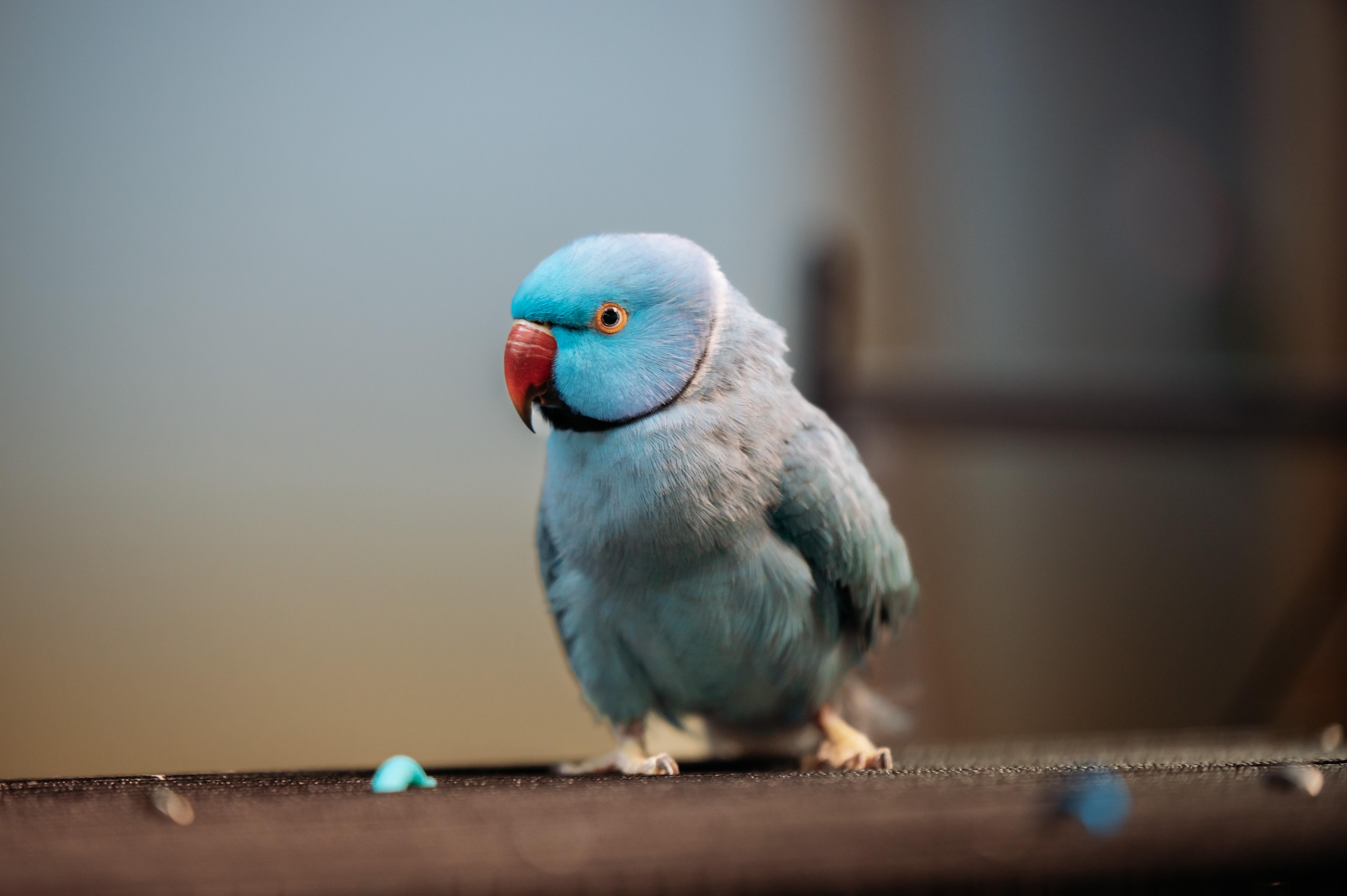 Enlarge Rikki, a Adoptable Ringneck / Psittacula in Punta Gorda, FL image 4/6
