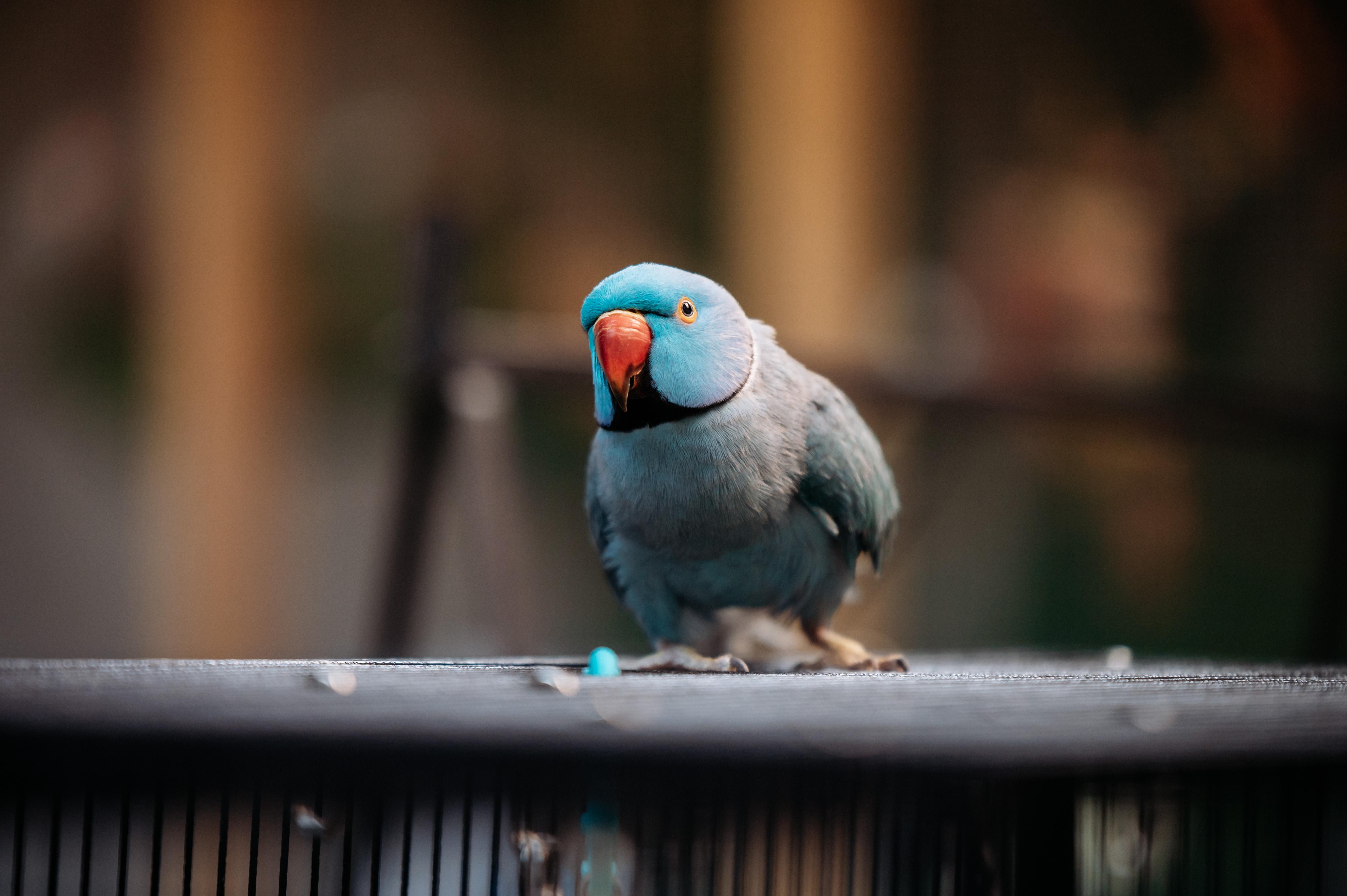 Enlarge Rikki, a Adoptable Ringneck / Psittacula in Punta Gorda, FL image 5/6