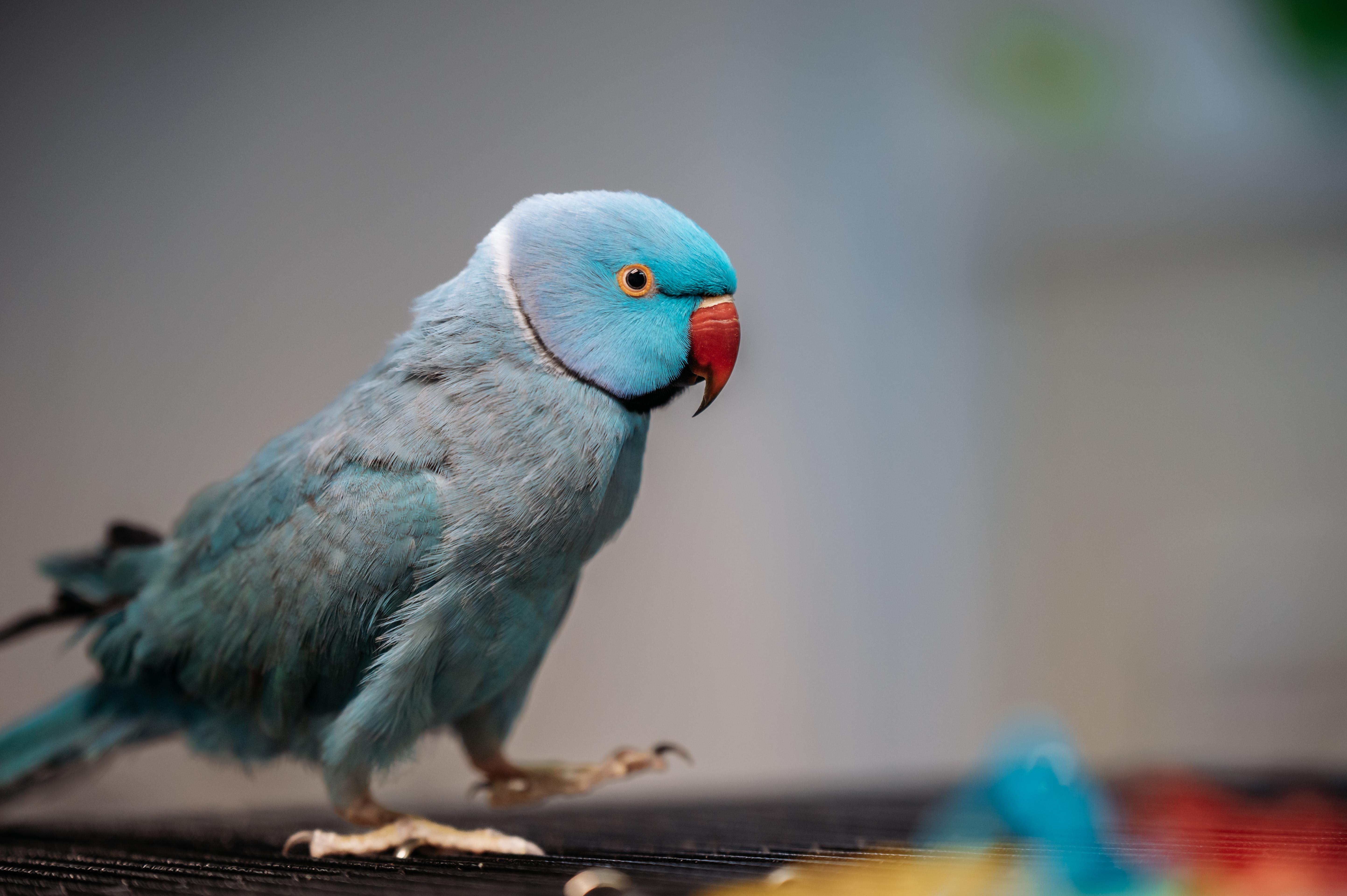 Enlarge Rikki, a Adoptable Ringneck / Psittacula in Punta Gorda, FL image 6/6