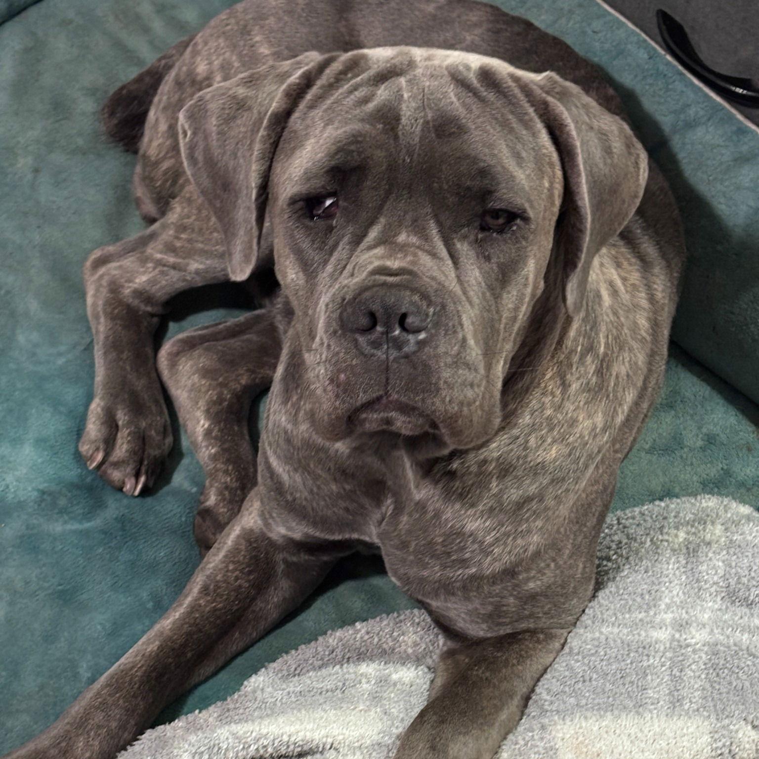 Enlarge Jayla - Adopted, a Adoptable Cane Corso in Glendale, AZ image 1/2