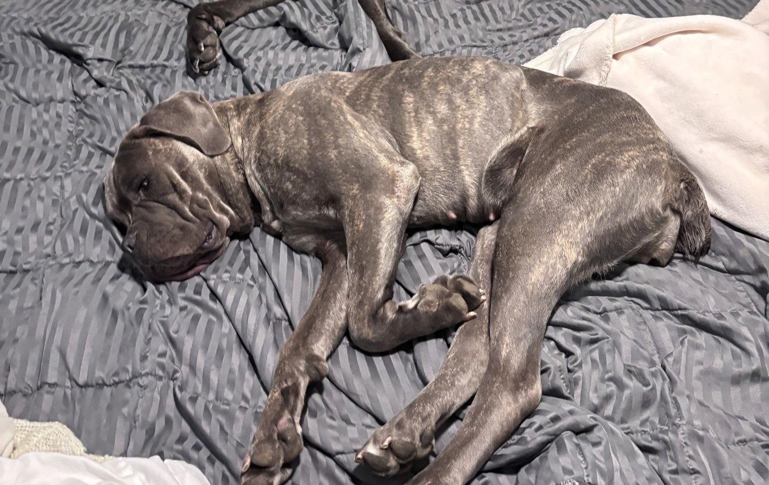 Enlarge Jayla - Adopted, a Adoptable Cane Corso in Glendale, AZ image 2/2